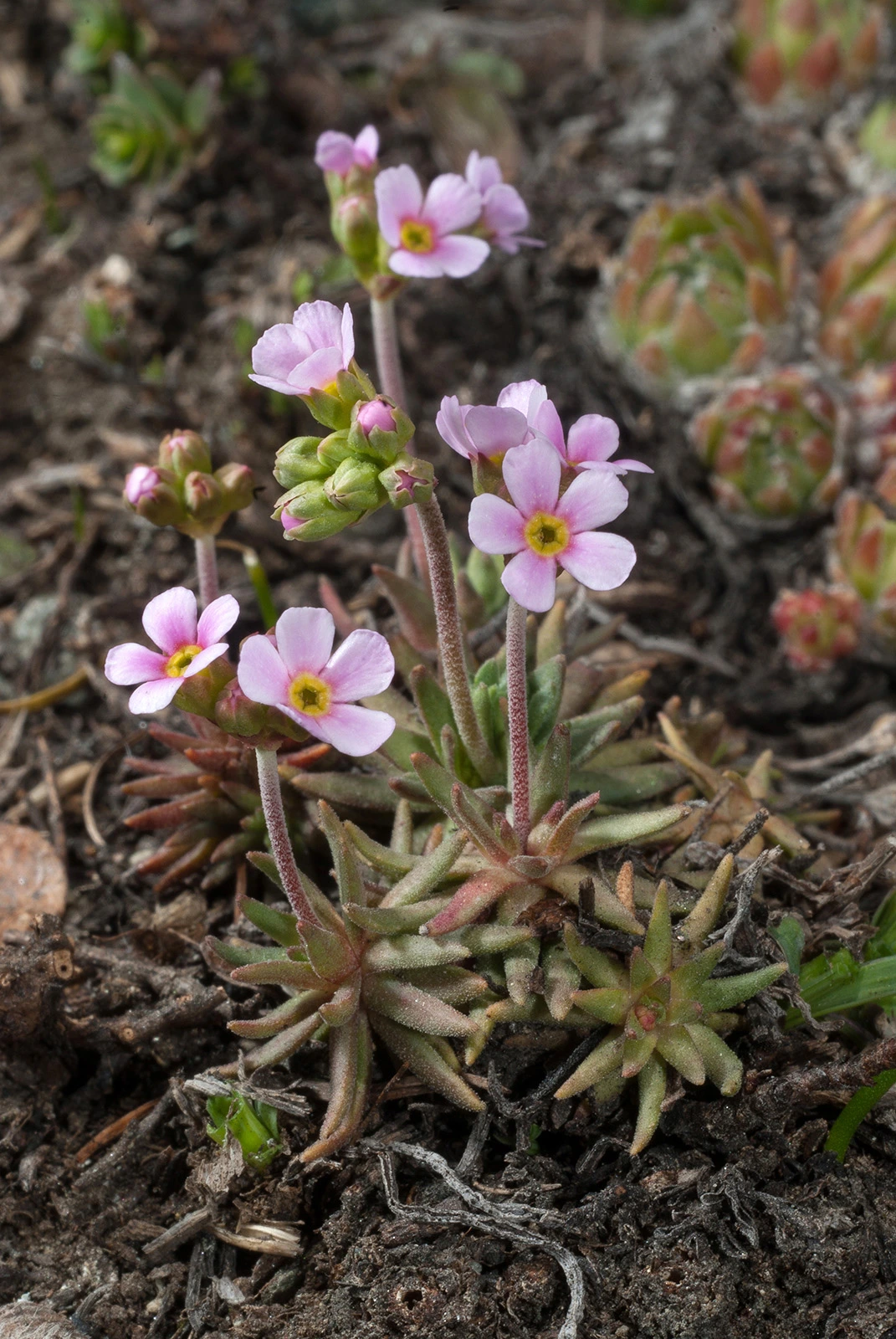 Photo Maurizio Broglio - Androsace adfinis subsp. puberula